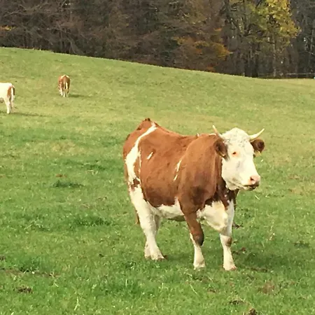 Ape Maja * Bad Wiessee
